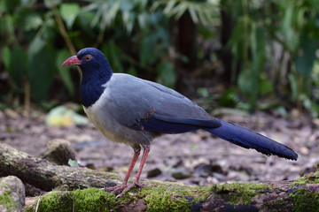 Coral-billed ground cuckoo (Carpococcyx renauldi) beautiful grey and dark blue bird pink bills and long legs perching on mossy log laying in nature, exotic animal