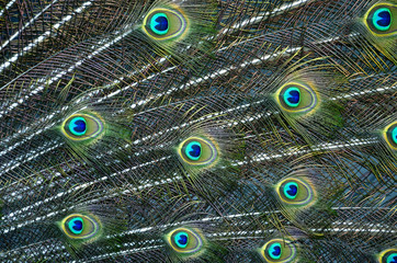 Obraz premium Bright blue and green spots of peacock tail in fascinated texture and background