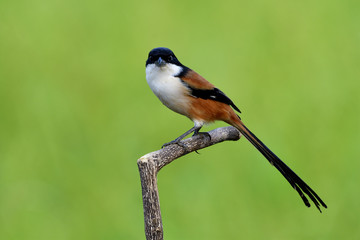 Long-tailed or rufous-backed shrike (Lanius schach) beautiful black head bird with red brown feathers perching on a pole in rice farm plantation