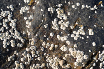A mass of barnacles attached to a boulder at low tide on the coast of Maine.