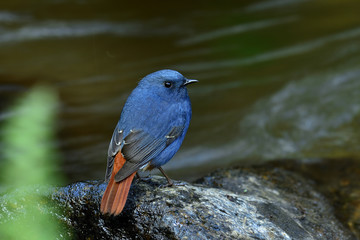 Plumbeous water redstart, beautiful blue bird with red tail in chubby shape perching on rock in stream along waterfall side