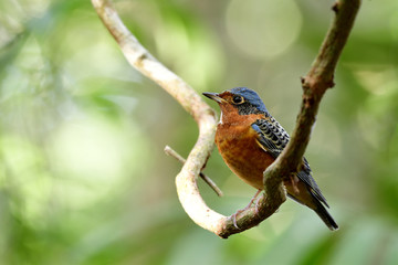 White-throated Rock Thrush (Monticola gularis) lovely orange bird with blue head stripe black wings and white marking on its neck perching swing curve vine, exotic animal