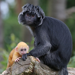 Java langur portrait