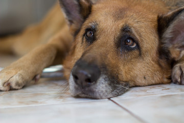 Sad german shepherd dog