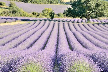 Fototapeta na wymiar Many lines of blooming lavender in several fields surrounded by trees, in Drôme Provencale, in France.