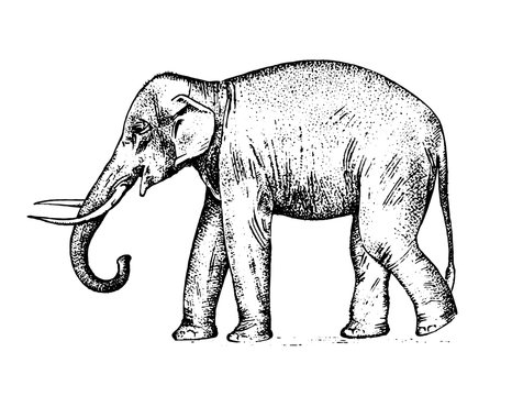 Indian elephant. wild animal in warm country. engraved hand drawn realistic in old sketch, vintage style.