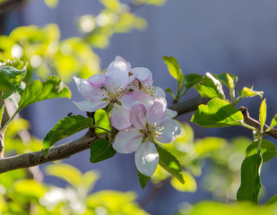 spring blooming tree
