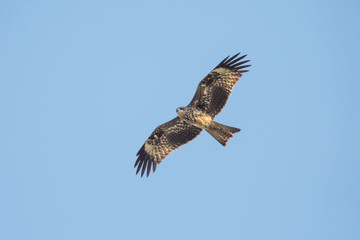 Black-eared Kite looking prey in the sky