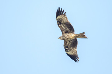 Black-eared Kite looking prey in the sky