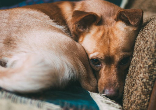 Home Cute Brown Dog Is Lying On The Sofa Curled Up. Expressive Eyes. Waiting For The Hostess And Sad