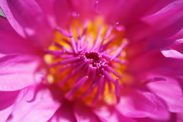 close up of pink lotus flower background.