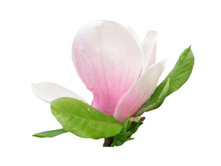 tender spring pink magnolia flower isolated on white background © Tetiana