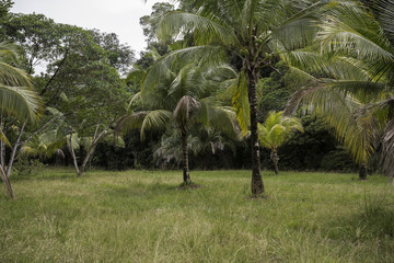 Large view of amazonian garden