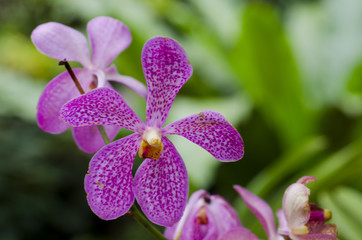 Orchid flower with blurred background