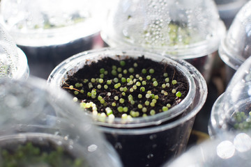 Cactus (Gymnocalycium) seedlings in Cup Cakes. Glowing cactus from seed. Closeup of Cactus.
