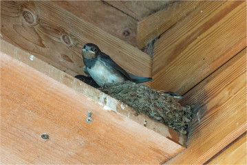 nid d'hirondelle dans une charpente près d'Arcachon en France © Francois