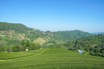 Fototapeta na wymiar Tea plantation in Doi Mae Salong, Chiang Rai Thailand