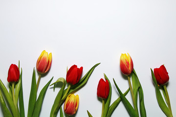 Multicolored spring tulips on a white background. Card (background) on the 8th of March