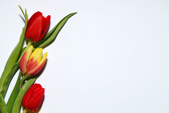 Multicolored spring tulips on a white background. Card (background) on the 8th of March