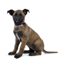 Belgian shepherd dog / puppy sitting side ways looking at camera isolated on white background