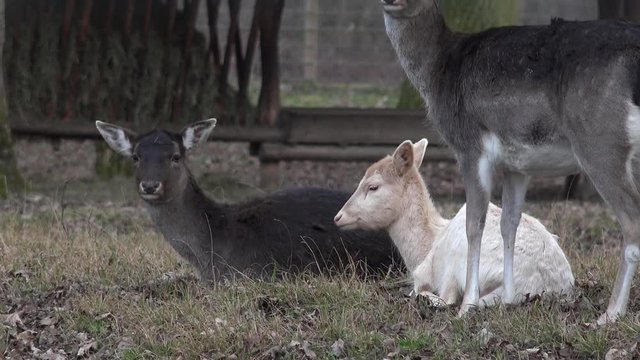 Junges Wei&szlig;es Reh mit weiteren Rehen