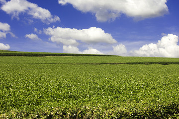 Fototapeta na wymiar Tea Plantation with blue sky and cloudy background