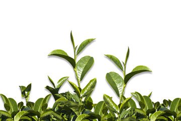 Tea tree leaf on white background