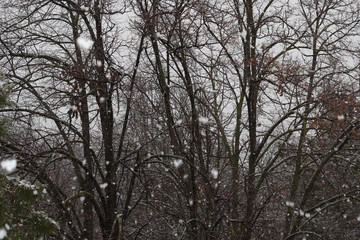 falling snow among the trees