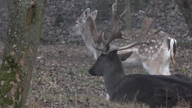Hirsch sitzt neben stehendem Reh