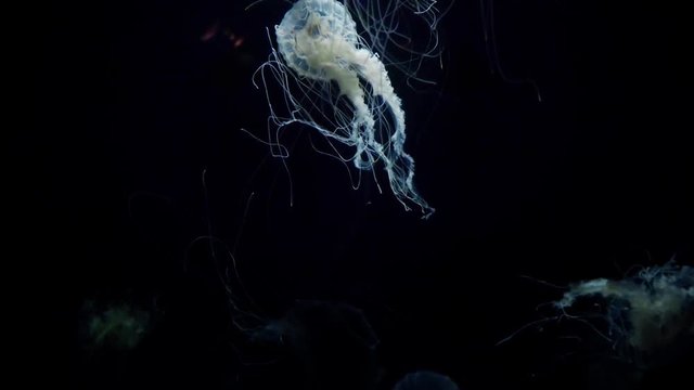 White glowing jellyfish moving in the dark blue water.