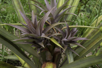Young Pineapple Growing
