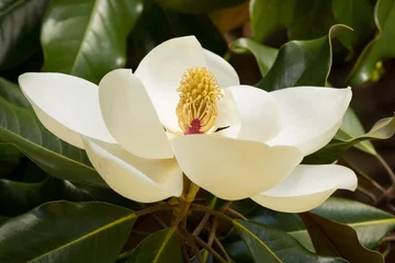 Fotobehang Een perfecte roomwitte magnoliabloesem tussen rijke groene bladeren © Weltenbaum LLC