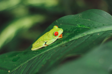 Green red-eyed tree frog 