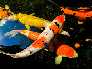 colorful fancy carp in the koi