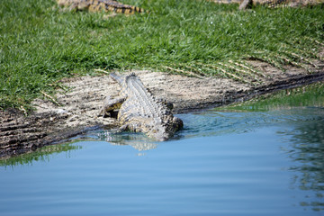 Crocodile entering river