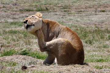 Lion Female scratching her head 