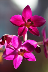 Naklejka na ściany i meble close up of pink ground orchid flower background.