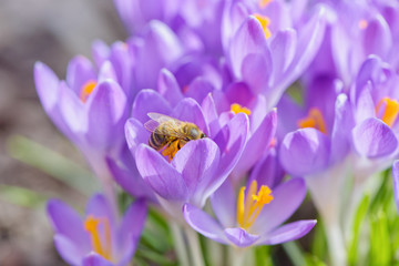 Bee picking pollen from crocus flower. Early spring close-up flowers and working honeybee