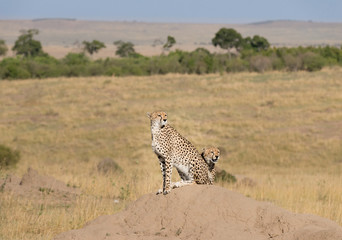 Gepard In der Masai Mara
