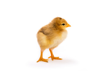 Pulcino in primo piano su sfondo bianco
