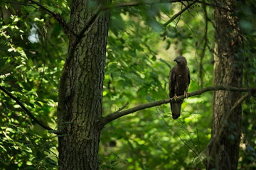 Pernis apivorus. Enlarged in Europe and West Asia. The wild nature of the Czech Republic. Beautiful image of nature. Wild nature. From bird life. Czech Republic. Photographed in the Czech Republic. Fr