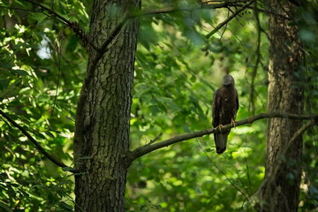 Pernis apivorus. Enlarged in Europe and West Asia. The wild nature of the Czech Republic. Beautiful image of nature. Wild nature. From bird life. Czech Republic. Photographed in the Czech Republic. Fr