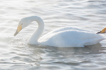 Beautiful white whooping swans swimming in the nonfreezing winter lake. The place of wintering of swans, Altay, Siberia, Russia.