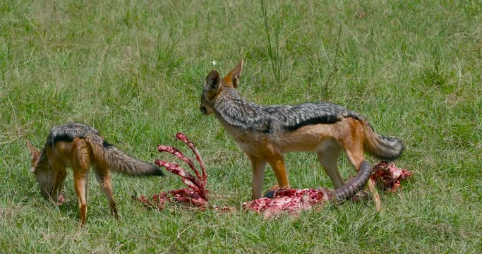Black-Backed Jackals At Kill