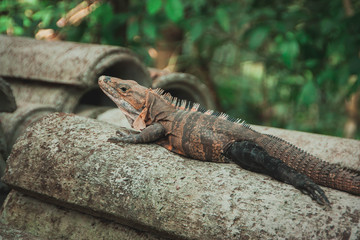 Leguan liegend
