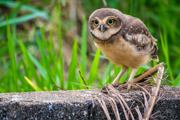 Wild owl with green grass background
