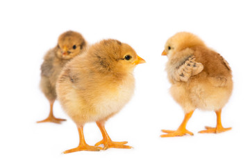 Tre pulcini su sfondo bianco