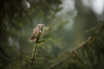 Glaucidium passerinum. It is the smallest owl in Europe. It occurs mainly in northern Europe. But also in Central and Southern Europe. In some mountain areas. Photographed in the Czech Republic. Wild 