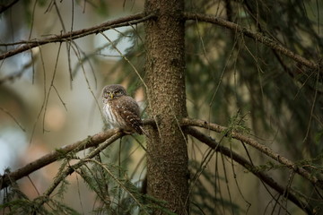 Glaucidium passerinum. It is the smallest owl in Europe. It occurs mainly in northern Europe. But also in Central and Southern Europe. In some mountain areas. Photographed in the Czech Republic. Wild 