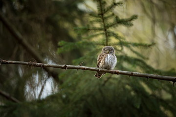Glaucidium passerinum. It is the smallest owl in Europe. It occurs mainly in northern Europe. But also in Central and Southern Europe. In some mountain areas. Photographed in the Czech Republic. Wild 